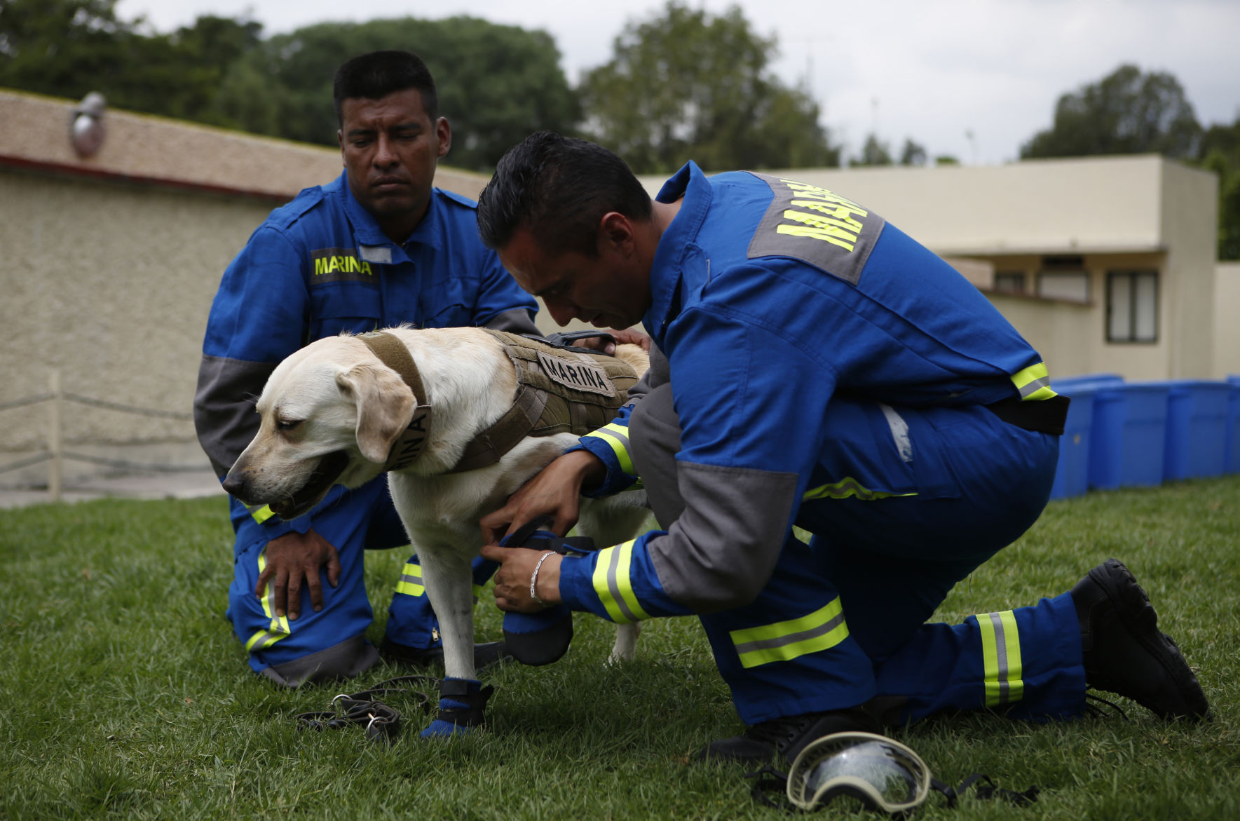 Mexico Quake Rescue Dog